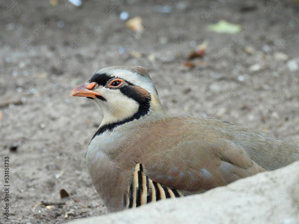 Fototapeta premium Captive chukar bird in Ontario, Canada