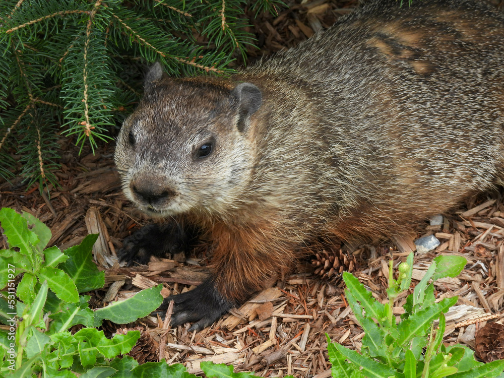 Ground hog in the grass in Toronto, Canada Ground hog in the grass in Toronto, Canada