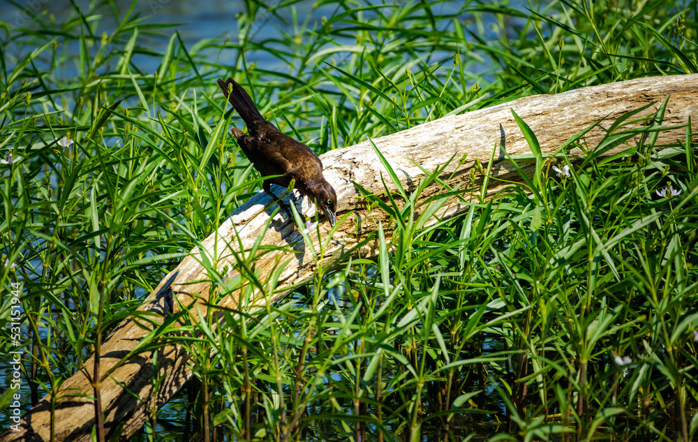 Brown Grackle searching for grubs on an old log at Roswell Riverfront Park in Georgia.