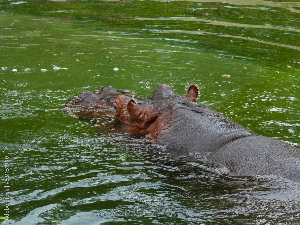Hippo submerged in a pool in Toronto, Canada Hippo submerged in a pool in Toronto, Canada