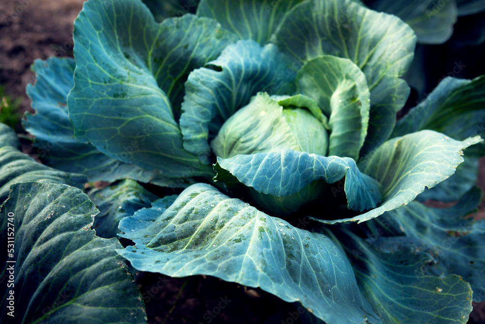 Obraz premium Fresh, white cabbage growing in a vegetable garden on a farm. 
