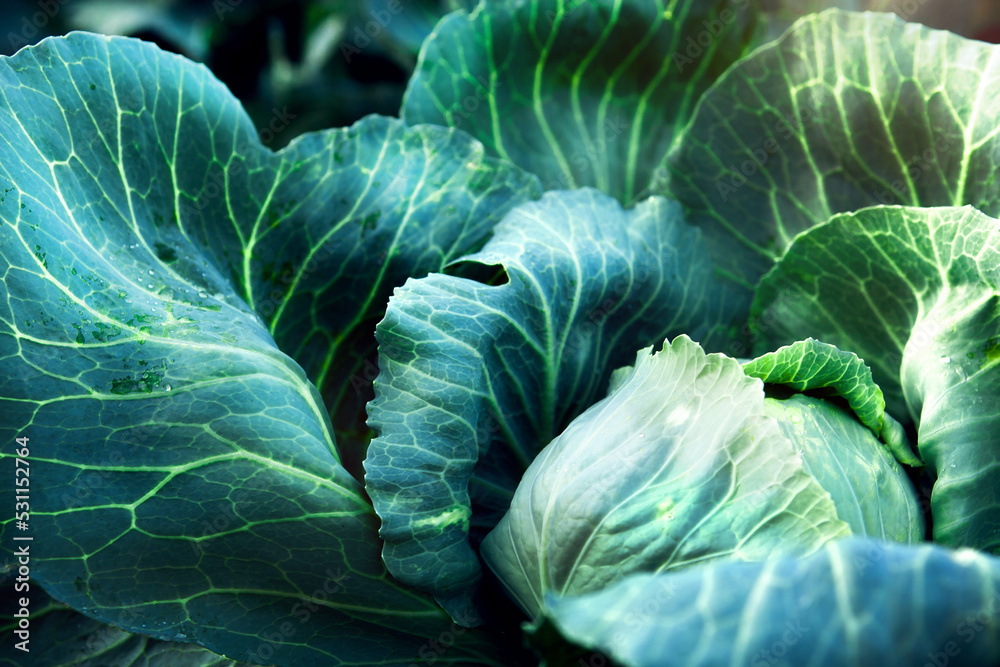 Obraz premium Fresh, white cabbage growing in a vegetable garden on a farm.