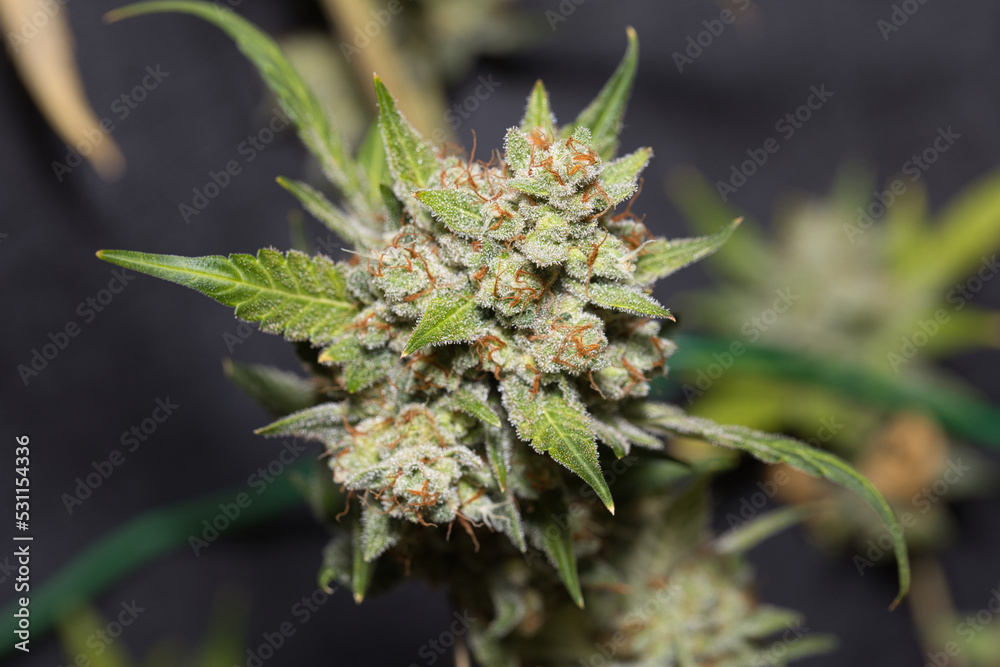 gorilla cookies, fastbuds, banana purple punch, pot, weed, dank, grow tent, medical marijuana gorilla cookies, fastbuds, banana purple punch, pot, weed, dank, grow tent, medical marijuana