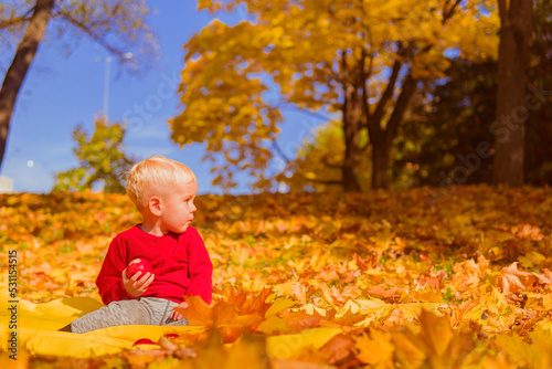 a little boy in a red sweater sits in the leaves and eats an apple against the background of yellow autumn trees