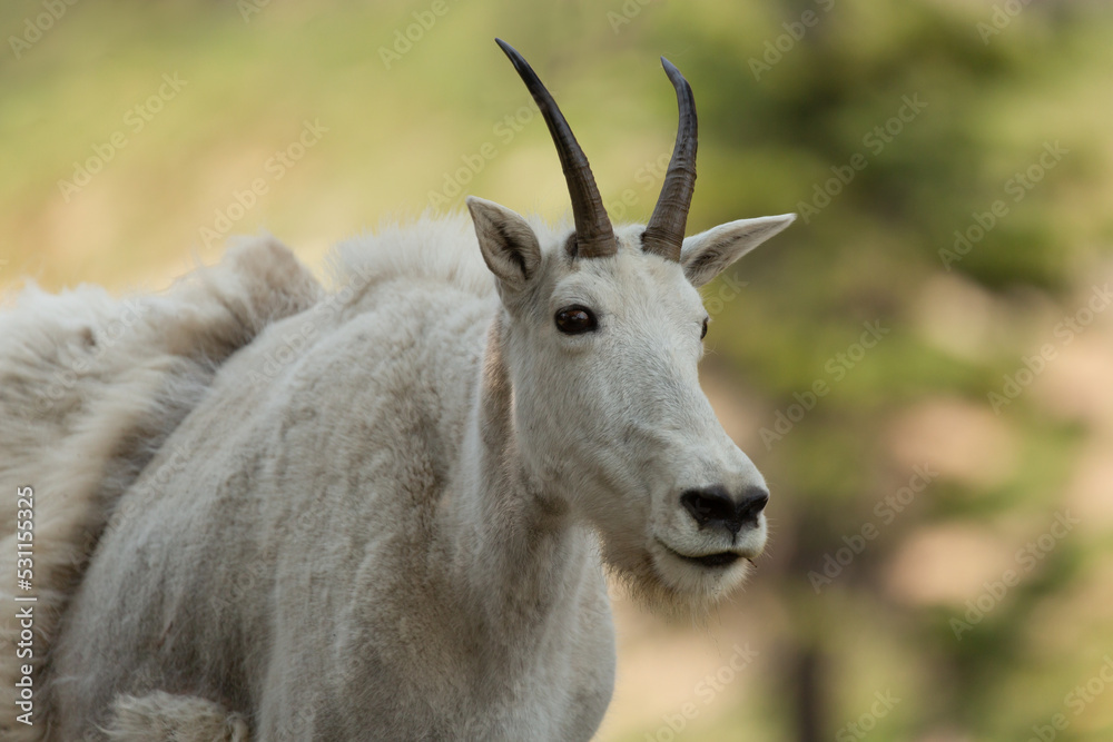 A mountain goat stands in the shade in an alpine meadow. Half it's winter coat has been shed but large patches of the long fluffy hair remain.
A mountain goat stands in the shade in an alpine meadow. Half it's winter coat has been shed but large patches of the long fluffy hair remain.