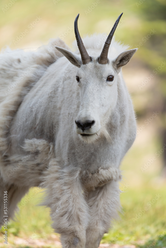 Vertical image of an adult mountain goat standing in the shade in an alpine meadow. Half it's winter coat has been shed but half the fluffy hair remains in large patches. Vertical image of an adult mountain goat standing in the shade in an alpine meadow. Half it's winter coat has been shed but half the fluffy hair remains in large patches.
