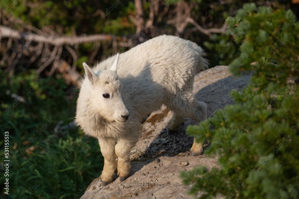 A baby mountain goat stands on the edge of a rock jutting out from a cliff face. Pine trees grow up from the ground below the cliff and from the other side of the rock. A baby mountain goat stands on the edge of a rock jutting out from a cliff face. Pine trees grow up from the ground below the cliff and from the other side of the rock.