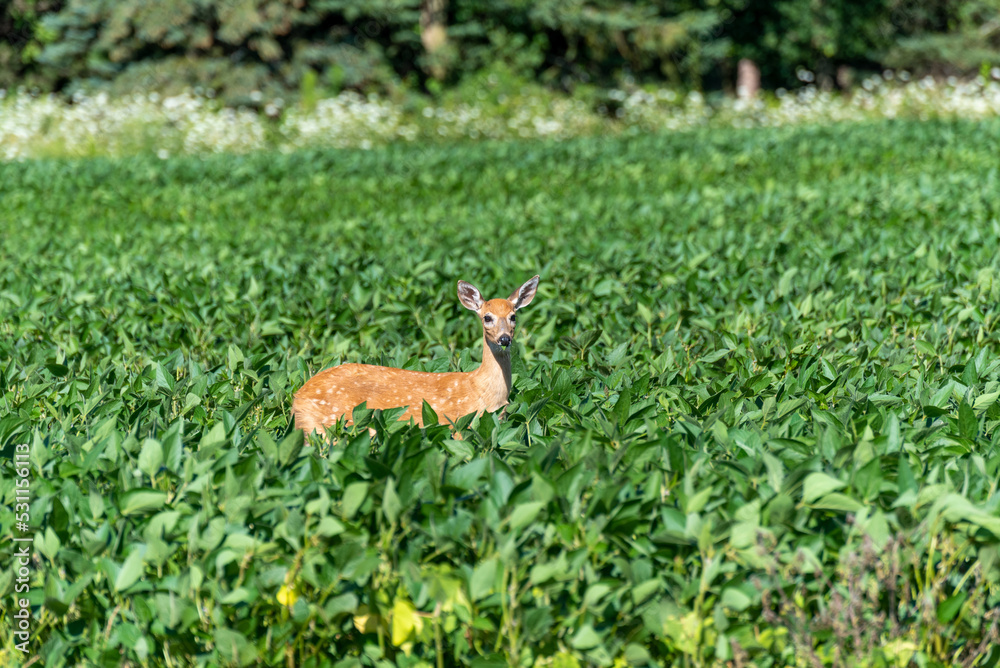 A White-tailed Deer Fawn Eating In The Soybean Field