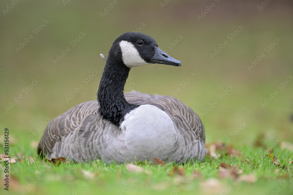 Kanadagans Branta canadensis