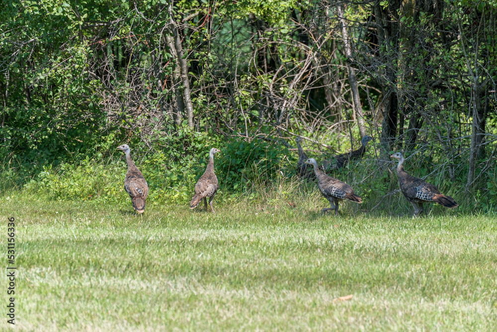 Wild Turkey Poults Walking By The Woods Wild Turkey Poults Walking By The Woods