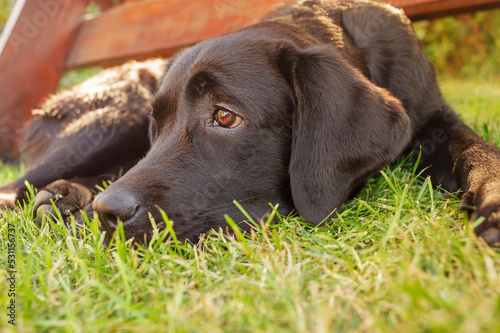 Labrador junior lies on green grass. The dog is looking at the camera.