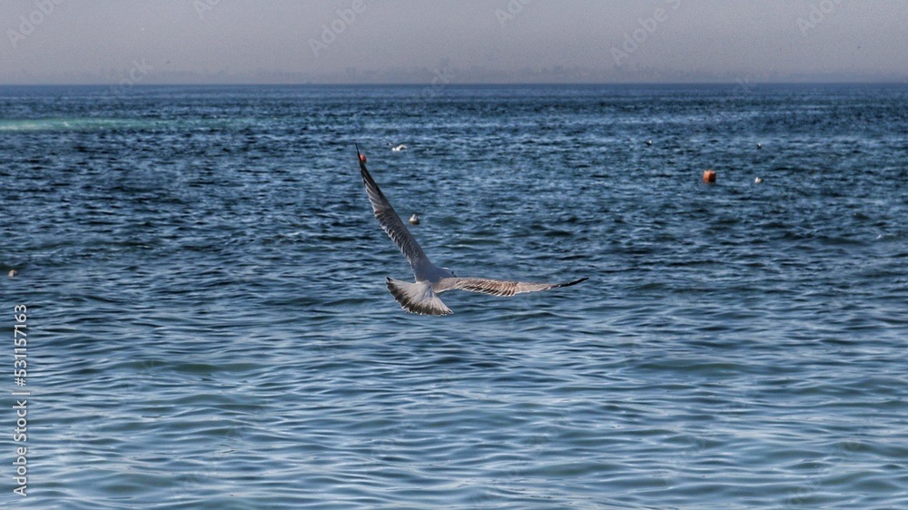 seagull flying over the Black Sea near Turkey in a summer day