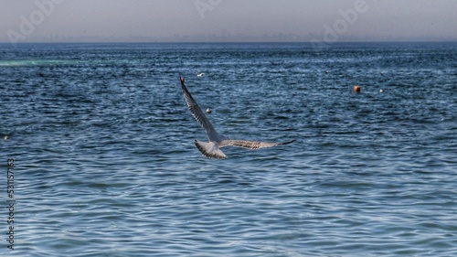 seagull flying over the Black Sea near Turkey in a summer day
