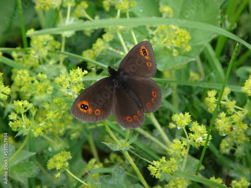 Brown and orange butterfly, scotch argus (Erebia aethiops), with open wings sitting among green flowers and grass