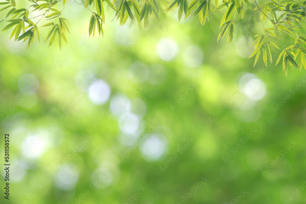 Bamboo forest and green meadow grass with natural light in blur style. Bamboos green leaves and bamboo tree with bokeh in nature forest. Nature pattern view of leaf on blurred greenery background Bamboo forest and green meadow grass with natural light in blur style. Bamboos green leaves and bamboo tree with bokeh in nature forest. Nature pattern view of leaf on blurred greenery background