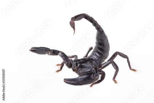 Emperor Scorpion, Pandinus imperator, of white background. Images of high-resolution scorpions suitable for graphic work or tattoo shops.