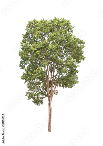 isolated big tree on White Background. tropical trees isolated used for design  advertising and architecture