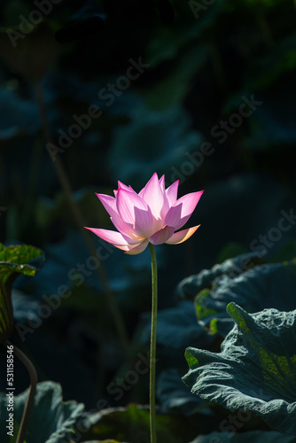 Lotus Flower.Background is the lotus leaf and lotus bud and lotus flower and tree.Shooting location is Yokohama  Kanagawa Prefecture Japan.