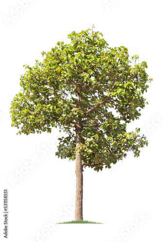 isolated big tree on White Background. tropical trees isolated used for design  advertising and architecture