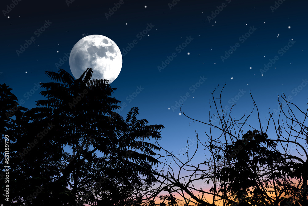 Naklejka premium Beautiful night silhouette background.