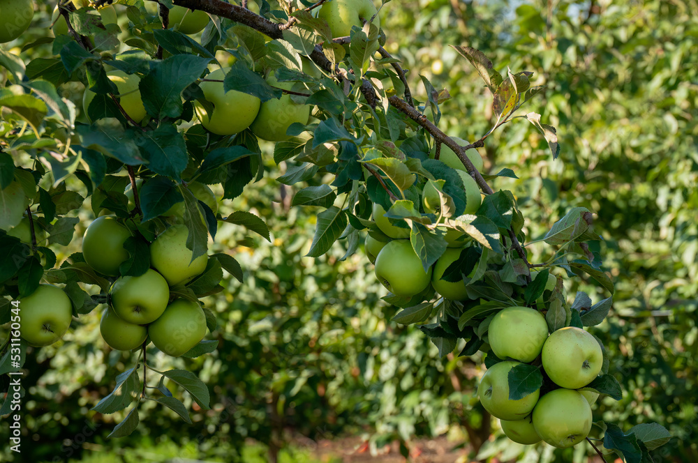 green apples hanging on fruit trees at Apple Orchard.  Autumn Picking