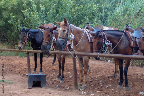 Mules taking a rest in the sun tied to a post