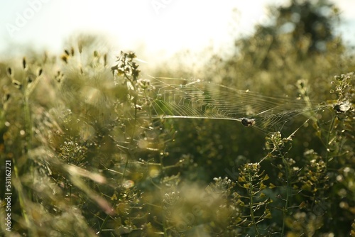 Fototapeta Spider spinning cobweb in meadow on sunny day