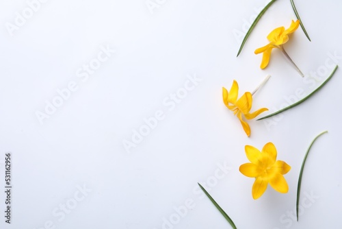 Beautiful yellow crocus flowers and leaves on white background, flat lay. Space for text