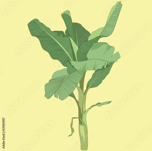 Banana tree vector illustration with green foliage.