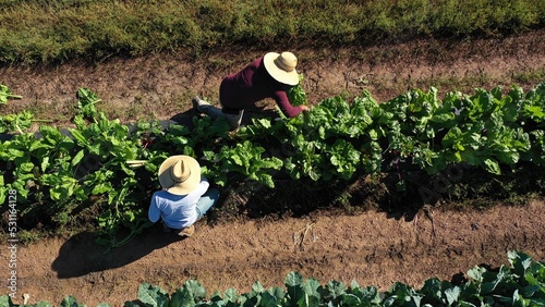 Overhead aerial view of two men picking vegetables on a farm in morning light wearing straw hats. photo