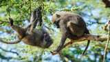 Two olive baboons (Papio Anubis) fighting perched on trees, Lake Nakuru, Kenya