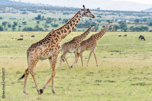 Fototapeta Naklejka Na Ścianę i Meble -  Selective focus on Masai giraffe (Giraffa Camelopardalis Tippelskirchii) in Maasai Mara National Reserve, Kenya