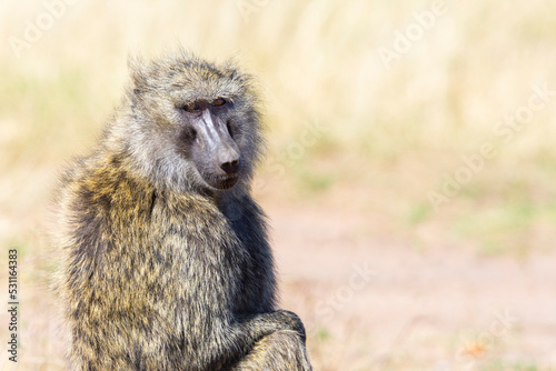 Selective focus on Olive baboon (Papio Anubis) in Maasai Mara National Reserve, Kenya