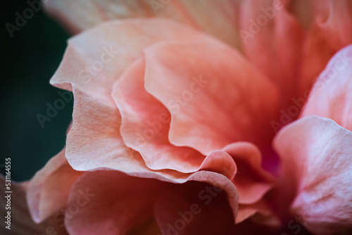 close up of a rose