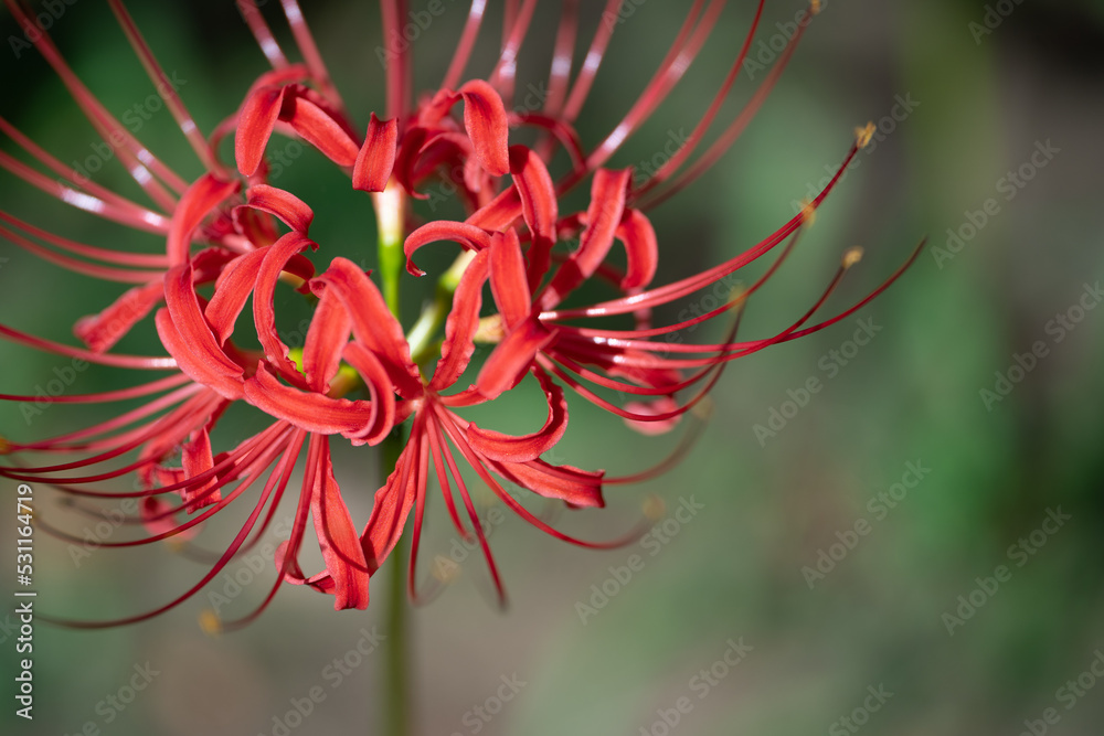 曼殊沙華（彼岸花）