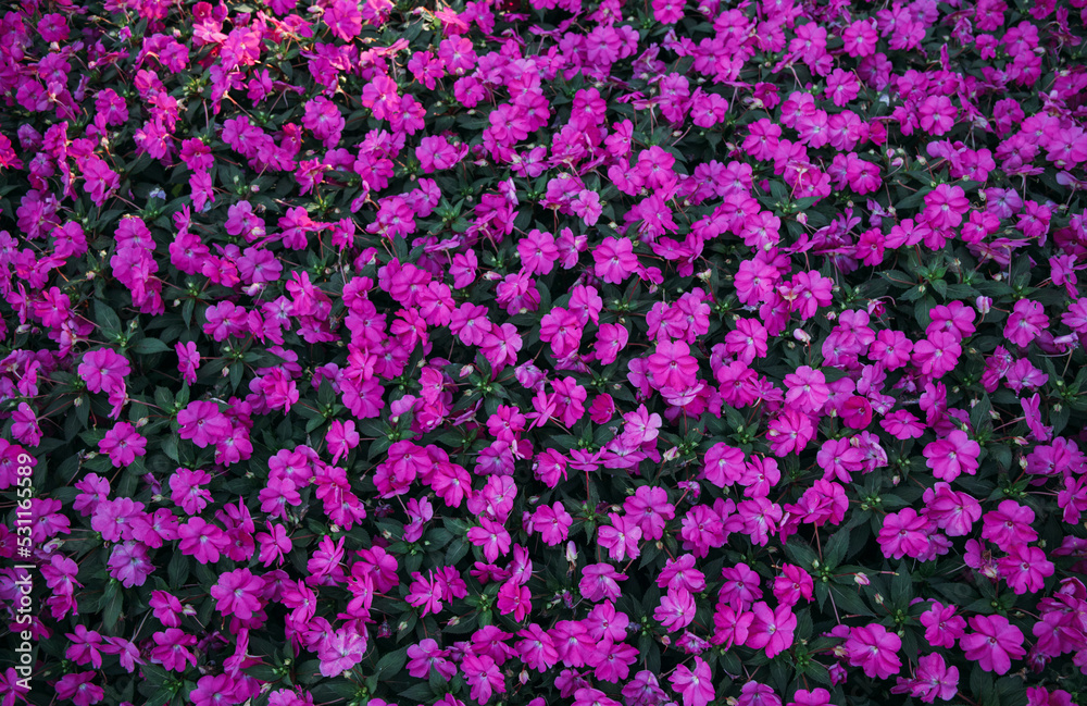 Obraz premium purple flowers