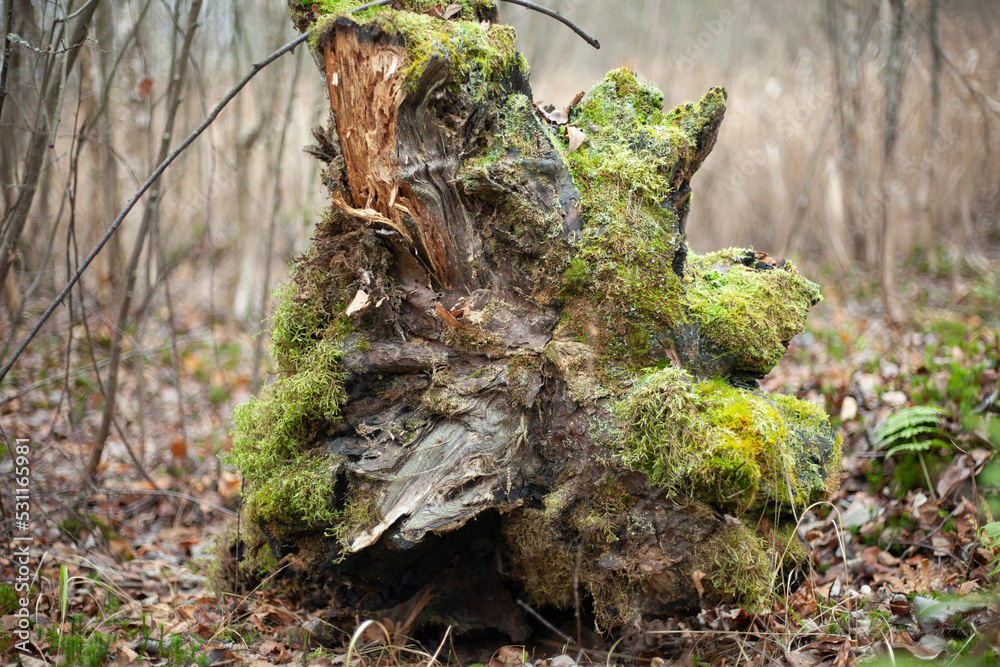 Root of tree in forest. Fallen tree. Details of nature. Dry stump. Moss on trunk.