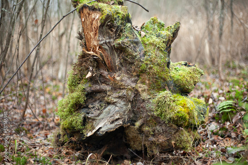 Root of tree in forest. Fallen tree. Details of nature. Dry stump. Moss on trunk.