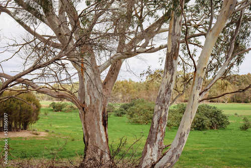 eucalyptus tree trunk in rural landscape