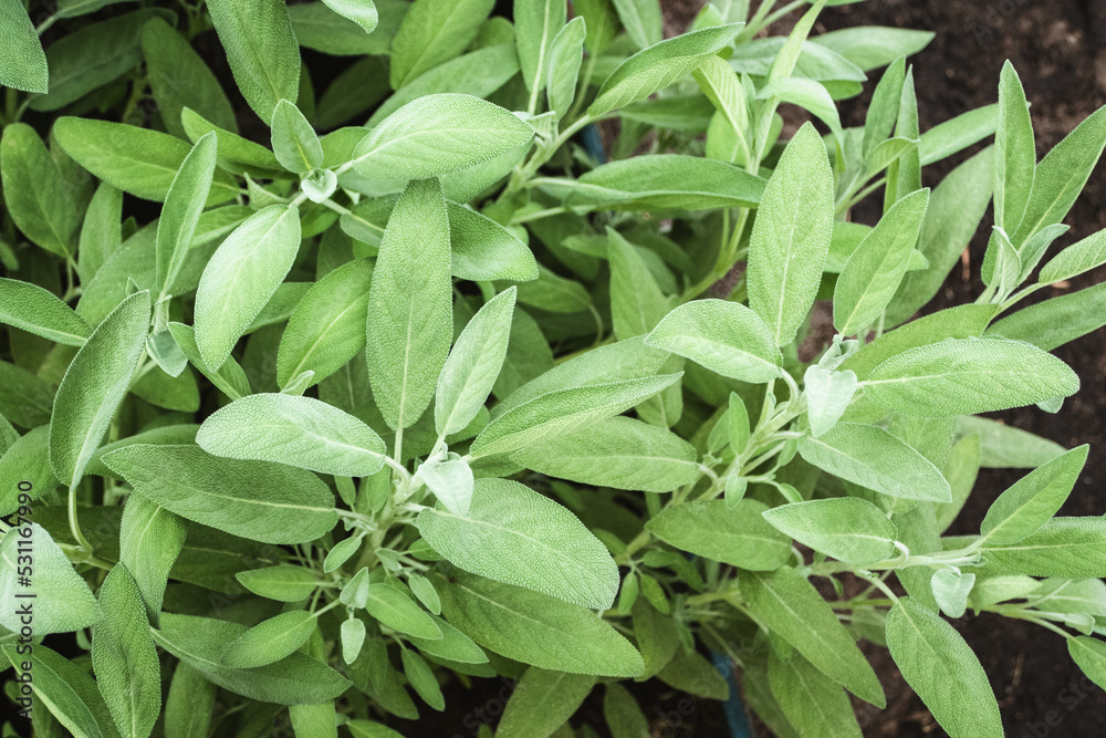 Garden Sage, Salvia officinalis plants growing in herb garden Garden Sage, Salvia officinalis plants growing in herb garden