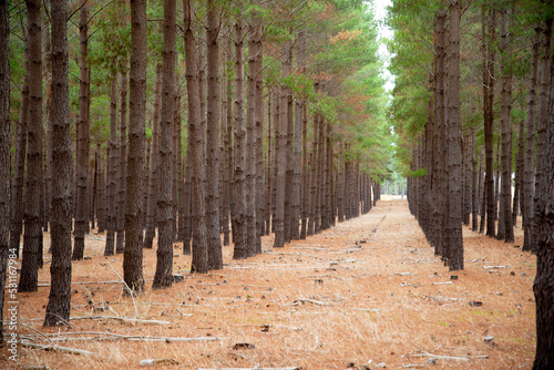 Radiata Pine Plantation - South Australia photo