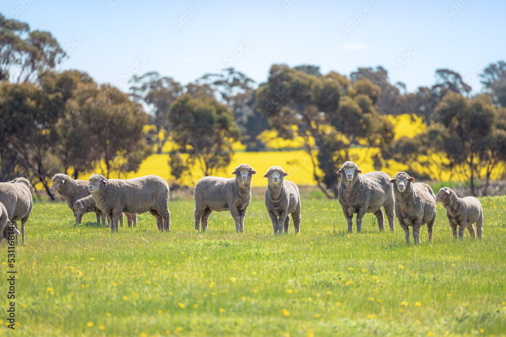 Fototapeta premium Sheep are looking at us curiously in country side of Perth, Western Australia