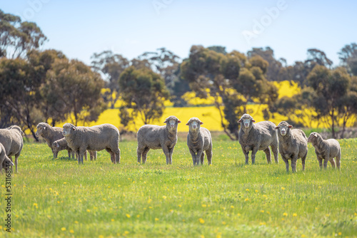 Sheep are looking at us curiously in country side of Perth, Western Australia
