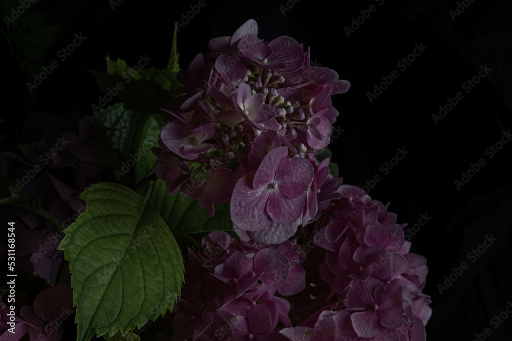 Obraz premium burgundy hydrangea flowers on a black background. Blur and selective focus. Low key photo.