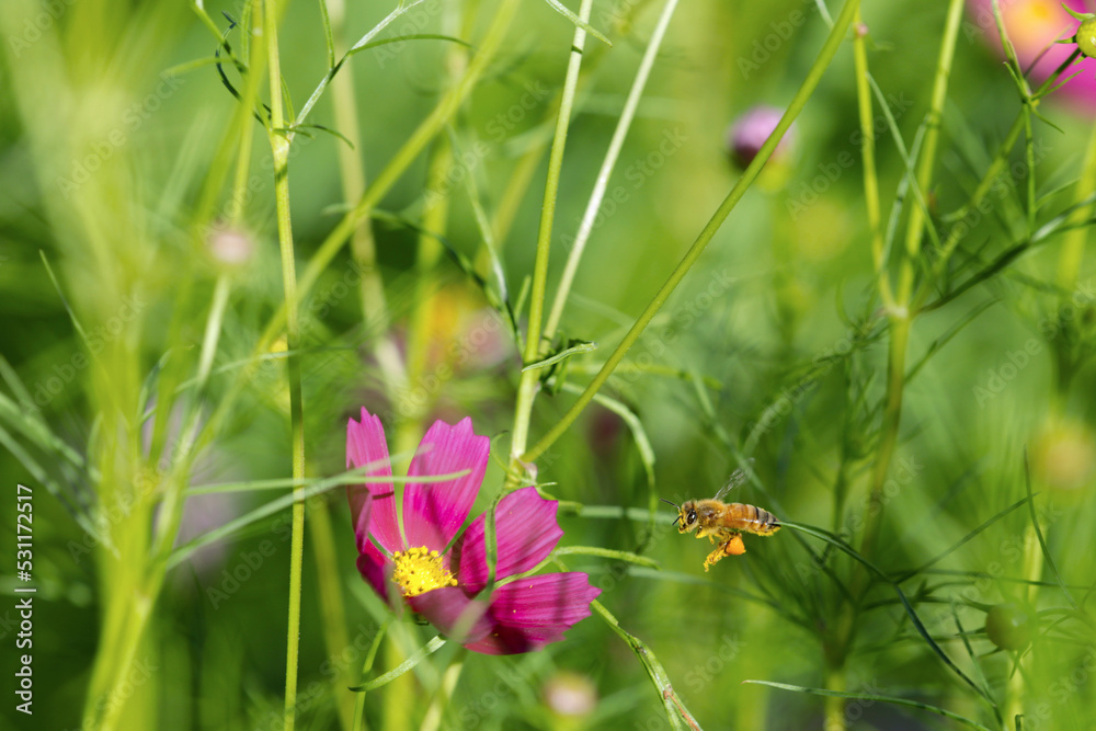 European honey bee approaching to the pink cosmos flowerhead in the sunny flower field. European honey bee approaching to the pink cosmos flowerhead in the sunny flower field.