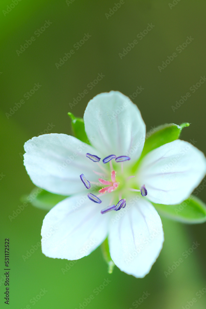 Obraz premium Gennoshoko (Geranium thunbergii) flower head, close up macro photograph.