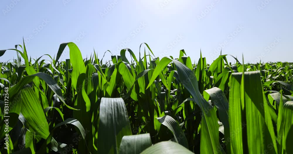 Green corn bushes in the field, growing corn in the field in the summer season
