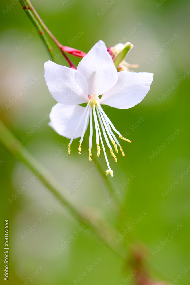 Gaura (Yamamomoso), single white flowerhead macro close up photography. Gaura (Yamamomoso), single white flowerhead macro close up photography.