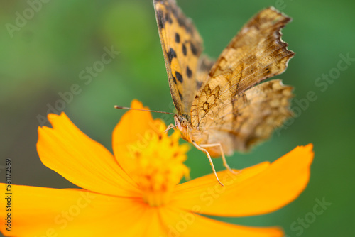 Kitateha (Polygonia c-aureum) butterfly, sucking juice from the Orange cosmos flowerhead. Close up macro photograph. © SAIGLOBALNT