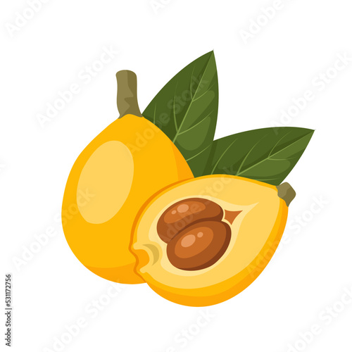Vector illustration of ripe loquat fruit, whole and halved, with green leaves, isolated on white background. photo